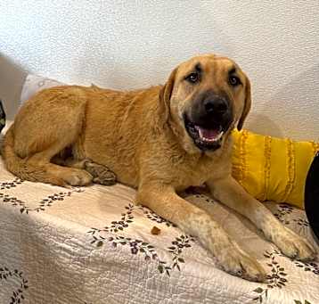 Photo of Rocky