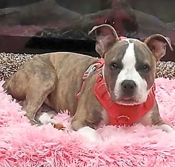 Photo of Roxie