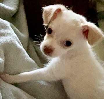 Photo of Luna