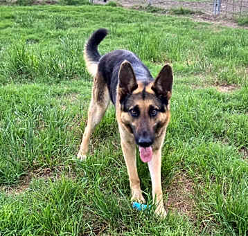 Photo of Sirius