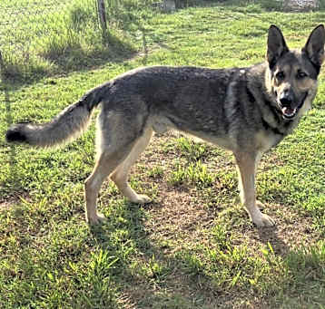 Photo of Bear