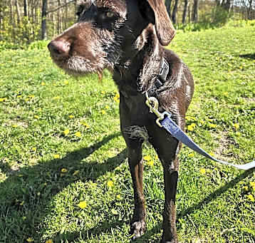 Photo of WILLOW