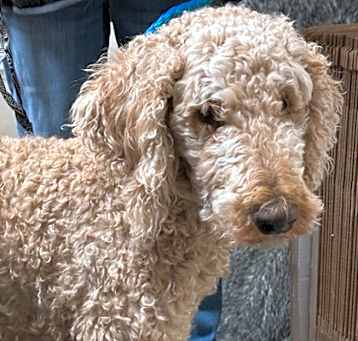 Photo of Huey
