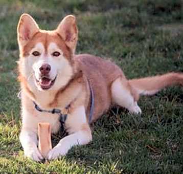 Photo of TEDDY