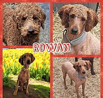 Photo of Rowan
