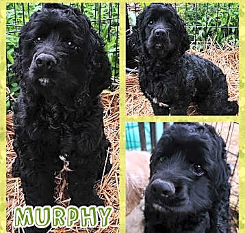 Photo of Murphy