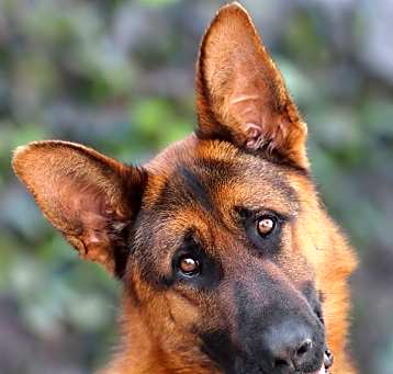 Photo of Zuma von Zusch