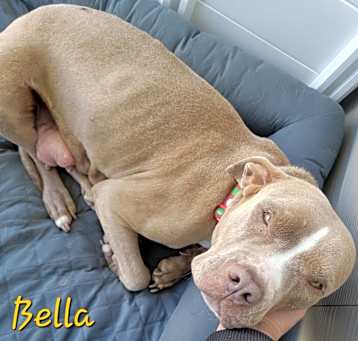 Photo of Bella