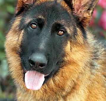Photo of Simba von Scheer