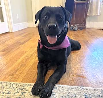 Photo of Daisy