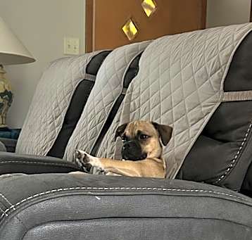 Photo of Pugsly