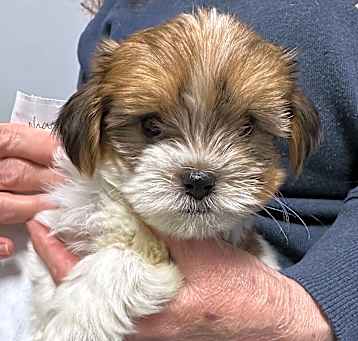 Photo of Chance