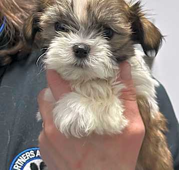 Photo of Tiny Tim
