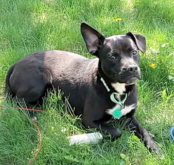Photo of Lollita