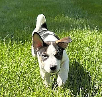 Photo of Max