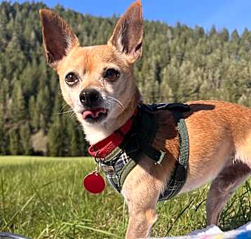 Photo of Prancer