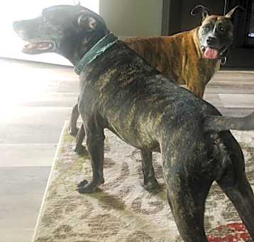 Photo of Winston and Ruby