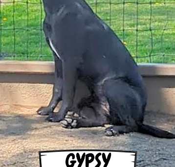 Photo of Gypsy