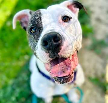 Photo of Goose