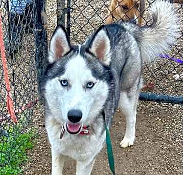 Photo of Dodge