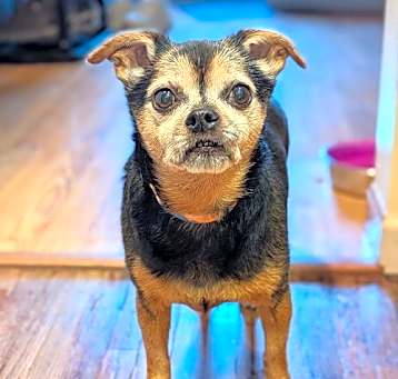 Photo of Ruger