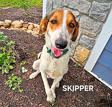 Photo of Skipper
