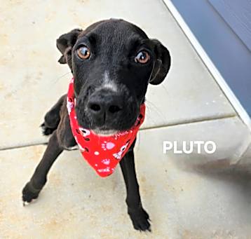 Photo of Pluto