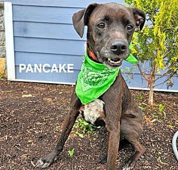 Photo of Pancake