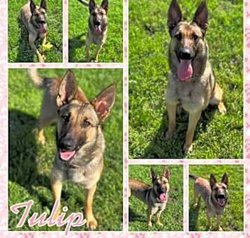 Photo of Tulip