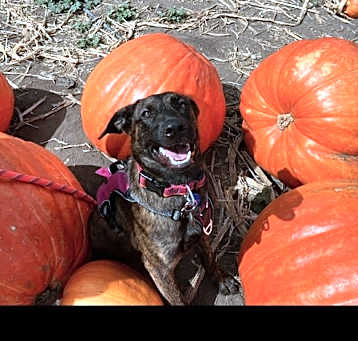 Photo of Xena