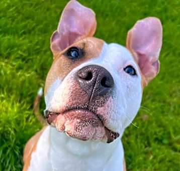 Photo of Tyson