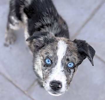 Photo of Chase