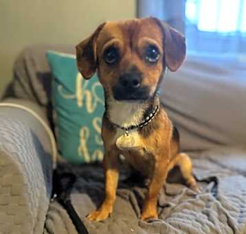 Photo of Waffles