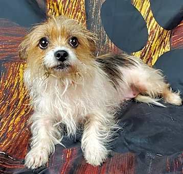Photo of Luna