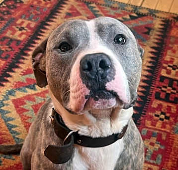 Photo of Gentleman Owen