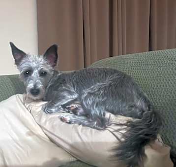 Photo of Snicky