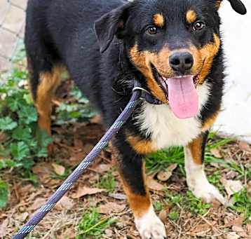 Photo of Toby the Terrific