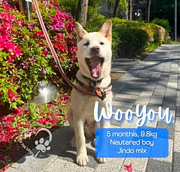 Photo of Wooyou
