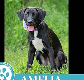 Photo of Amelia (A-Listers) 051025