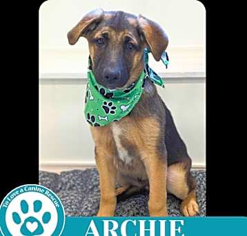 Photo of Archie (A-Listers) 051025