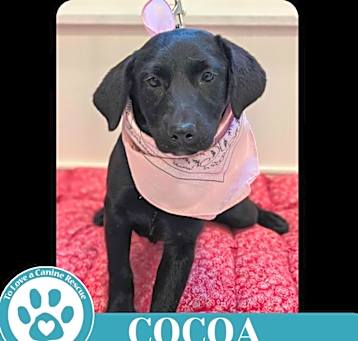 Photo of Cocoa (Cocoa Crew) 051025