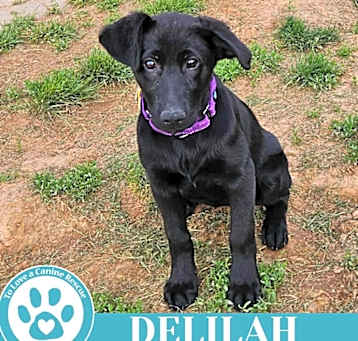 Photo of Delilah (Golden Shepherds) 051025