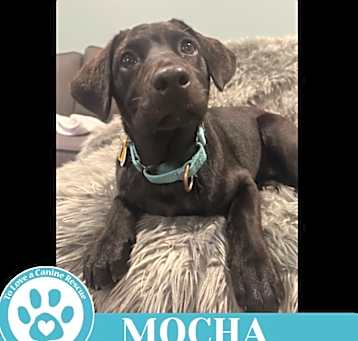 Photo of Mocha (Cocoa Crew) 051025