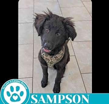 Photo of Sampson (Golden Shepherds) 051025