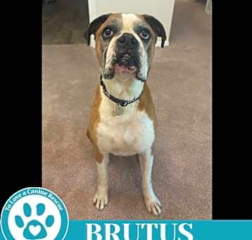 Photo of Brutus (Boxer Bros) 051025