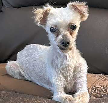 Photo of Pearl