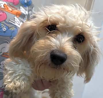 Photo of Cavachon Carolina