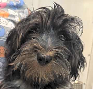 Photo of Yorkiepoo Preston