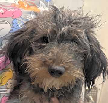 Photo of Yorkiepoo Prince