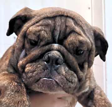 Photo of Dark Brindle Brielle